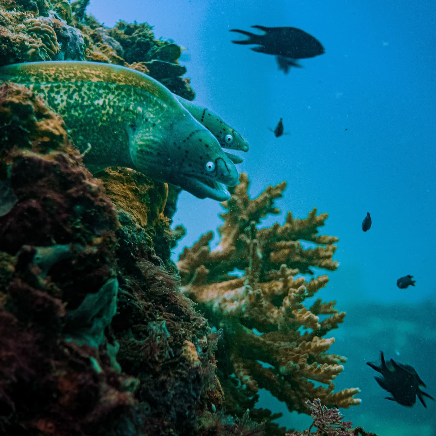 The Best Scuba Diving expereince The Best Scuba Diving expereince
