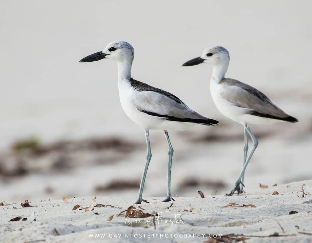Wildlife - Rarest species that will make you curious to Visit Seychelles Wildlife - Rarest species that will make you curious to Visit Seychelles