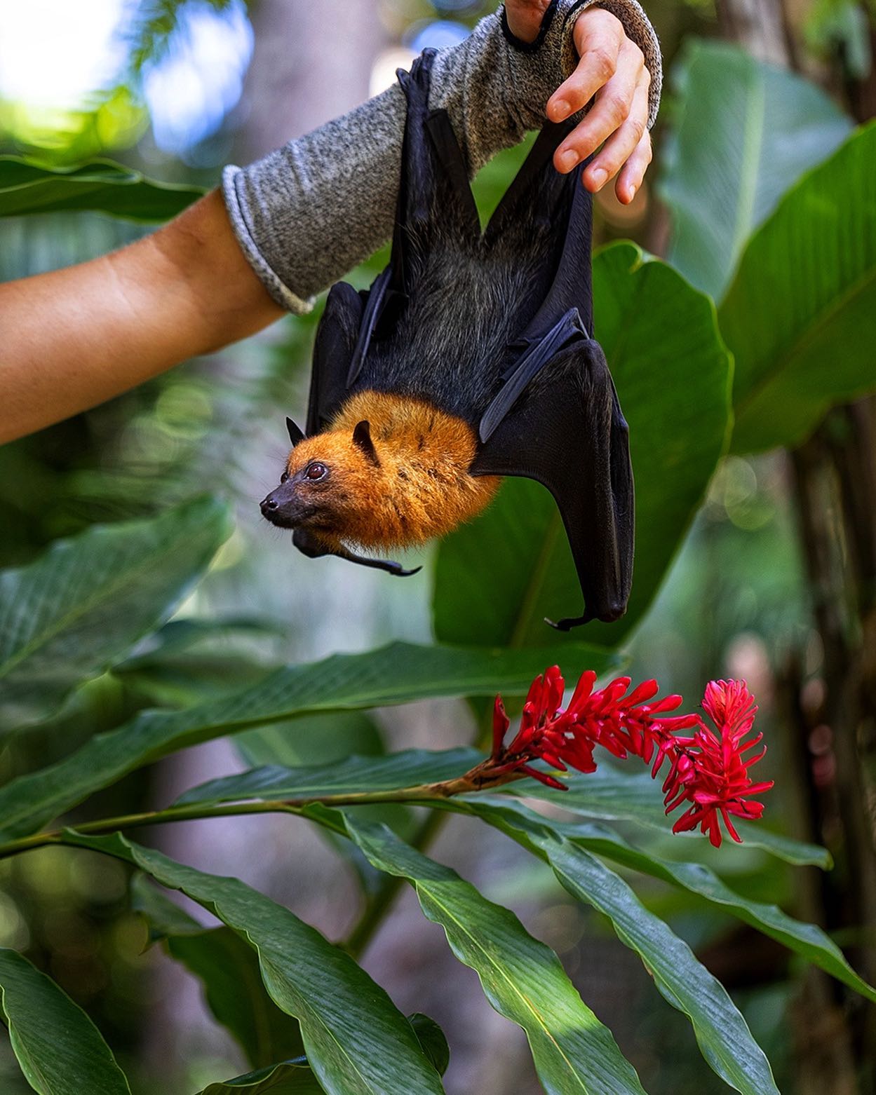 Wildlife - Rarest species that will make you curious to Visit Seychelles Wildlife - Rarest species that will make you curious to Visit Seychelles