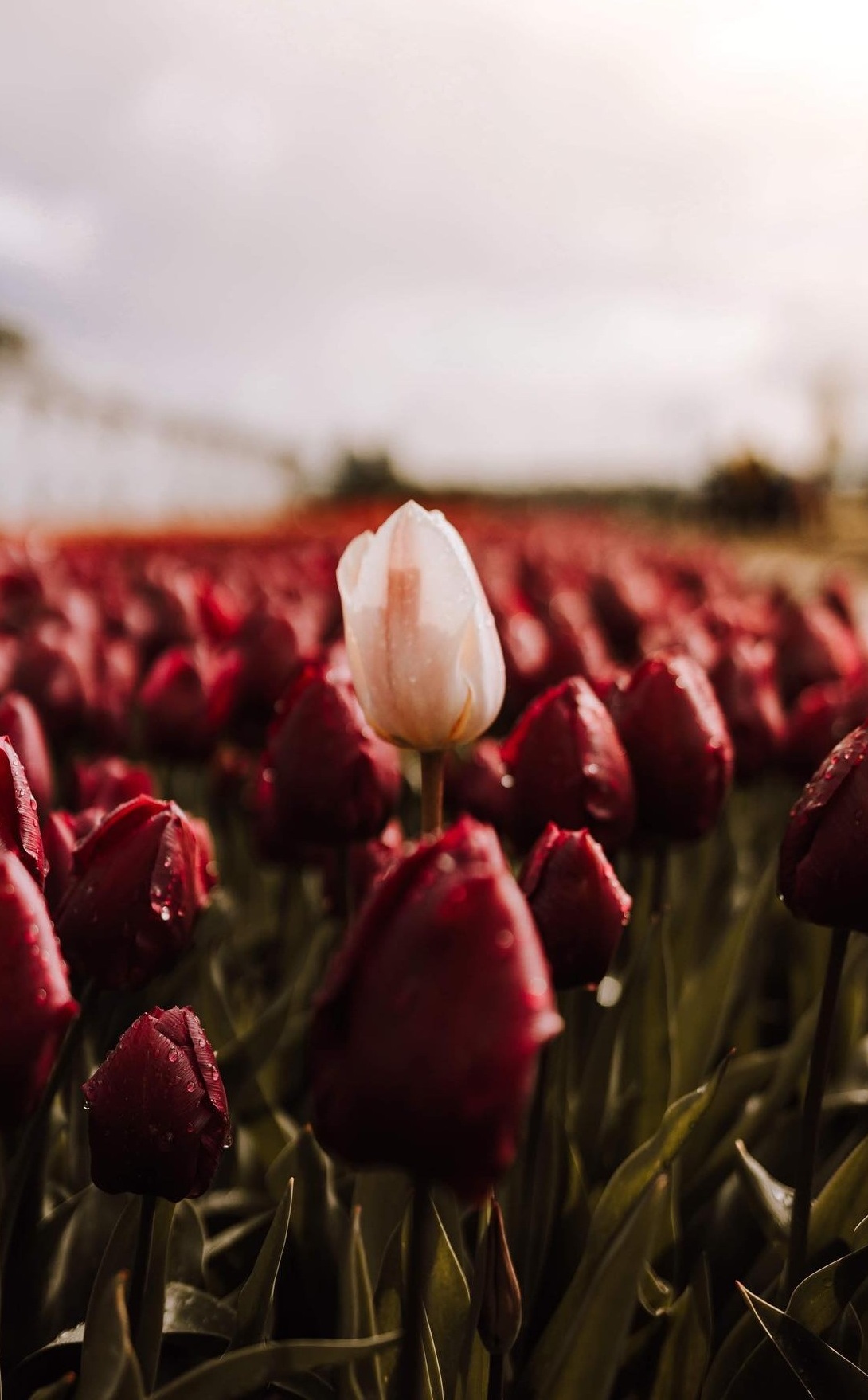 Tulip Fields - beautiful instagrammable location across the world. Tulip Fields - beautiful instagrammable location across the world.