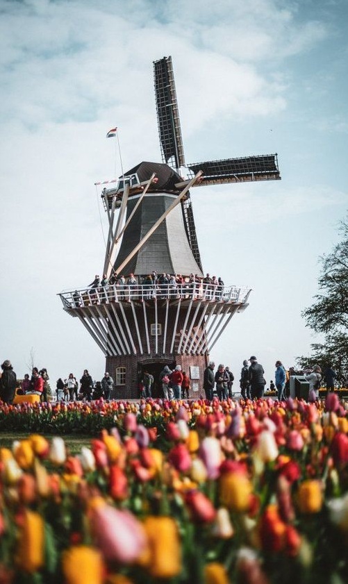 Tulip Fields in Amsterdam Tulip Fields in Amsterdam